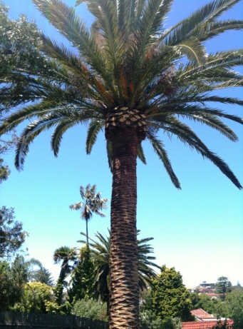 Pruned Canary Island Date Palm