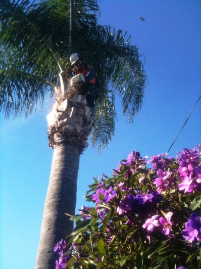 Steve Reducing a Cocos Palm Head