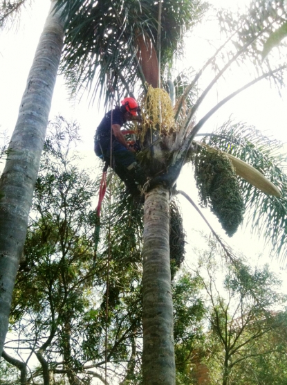 Cleaning Up a Cocos Palm