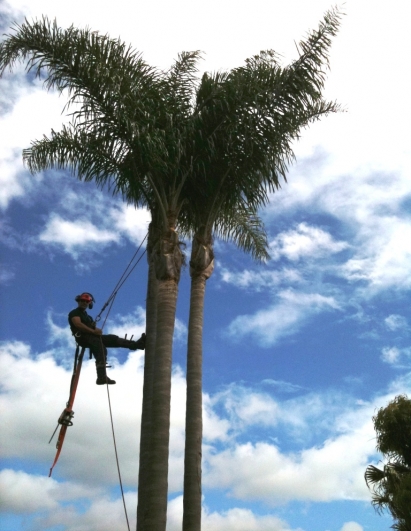 Pruning of 3 x Cocos Palms