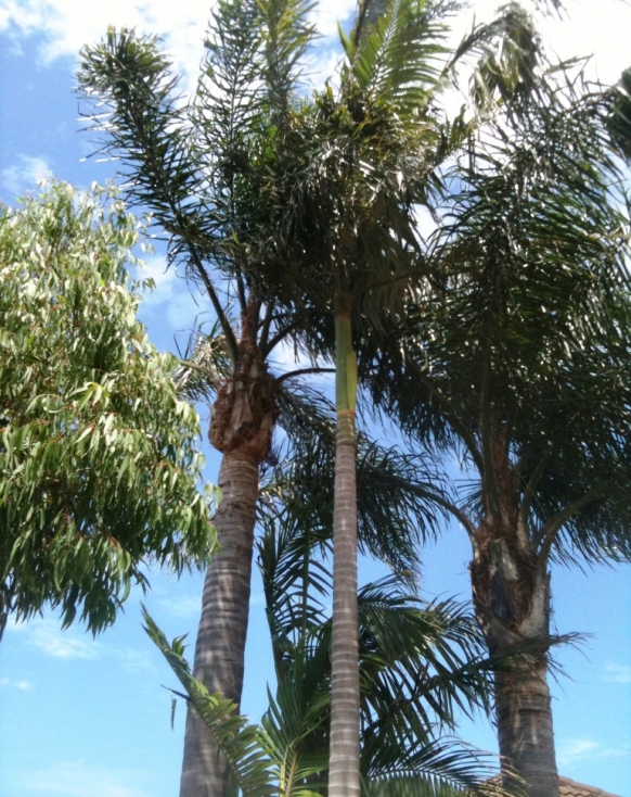 Cleaned Up Cocos Palms